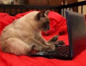 do mopfell78 pc gamers have an advantage