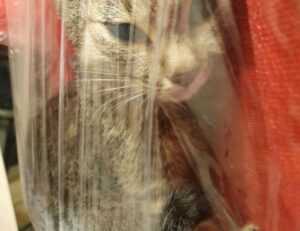 where to buy medicine for cotaldihydo