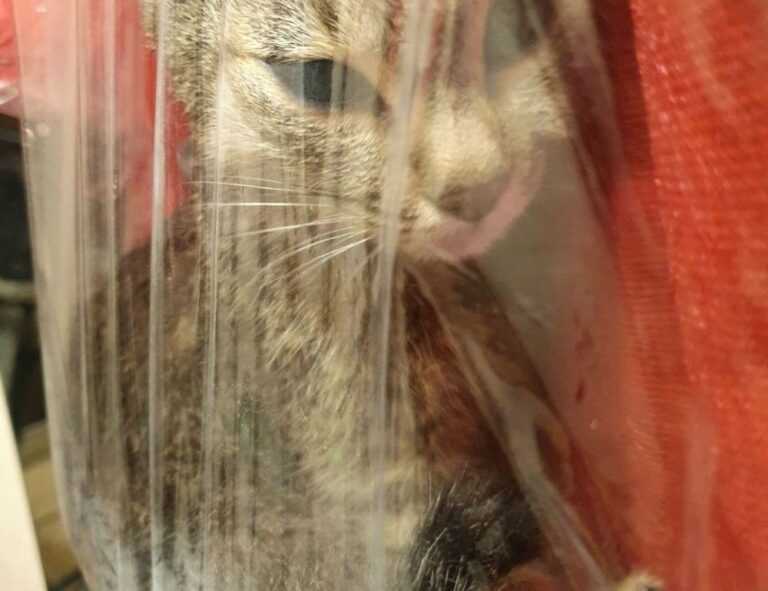 where to buy medicine for cotaldihydo