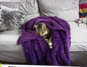 23000 pesos mexicanos a chilenos