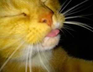 chabuca granda dibujo animado