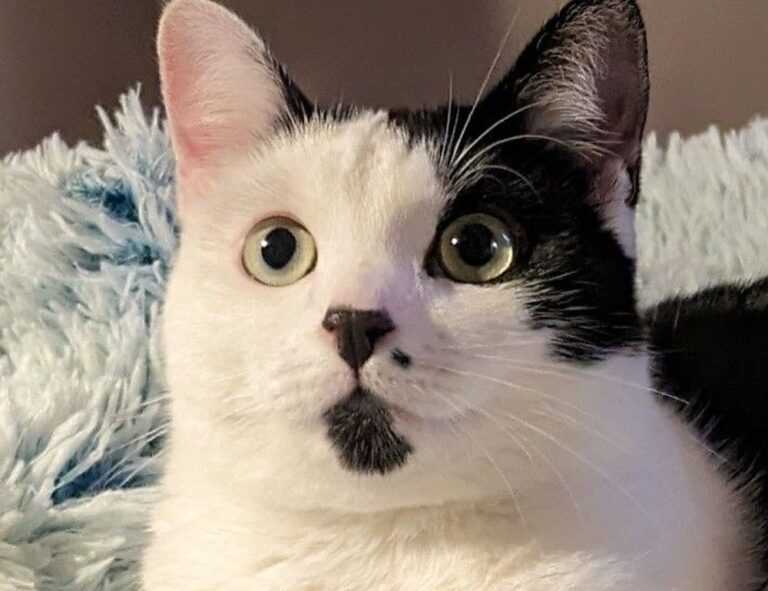 lengte jutta leerdam