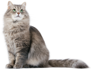 mengulit kenangan chord