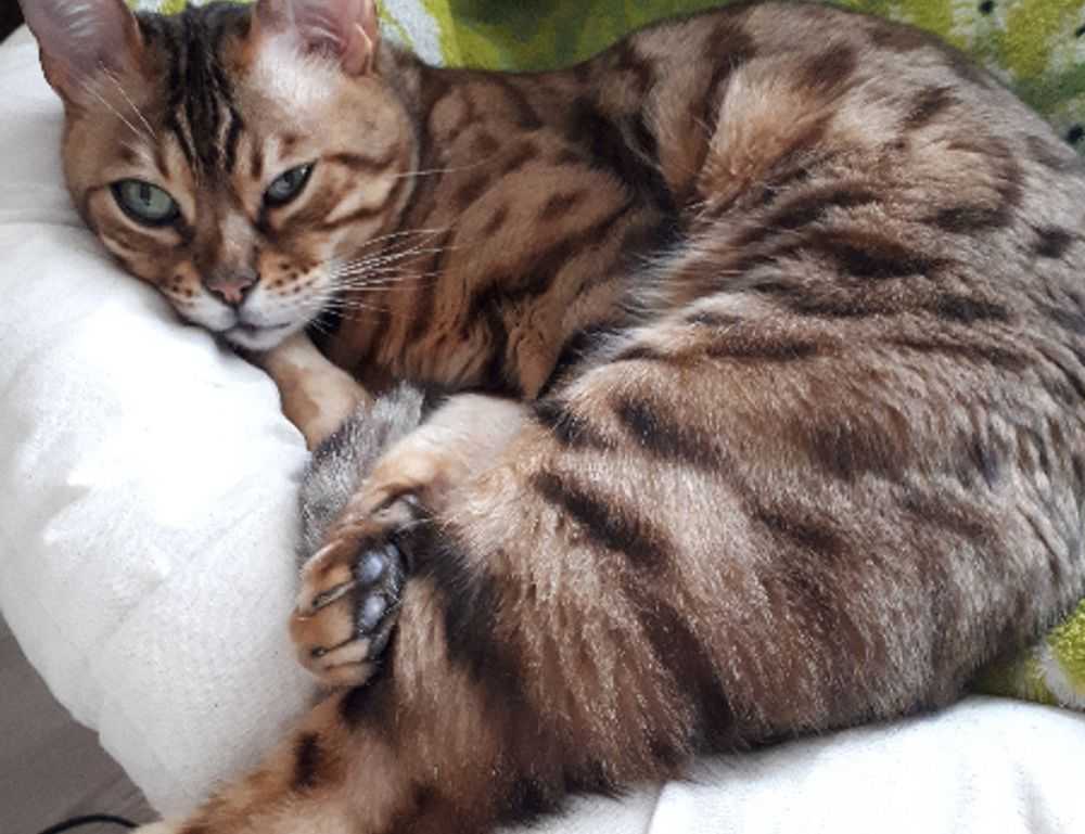 tarjetas de feliz sabado graciosas