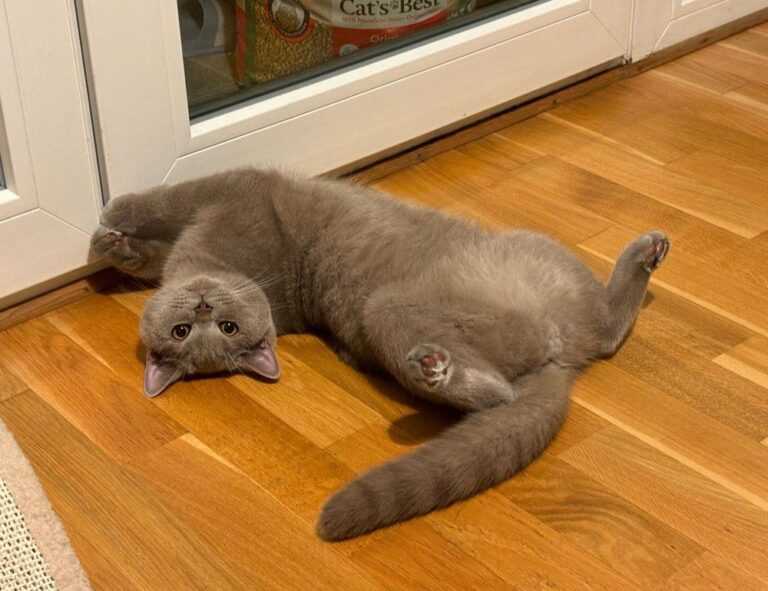 thecosmonaut onlyfans